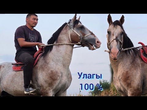 Видео: УЛАГЫНА  ЖООП БЕРЕМ ДЕЙТ  ЁМА  