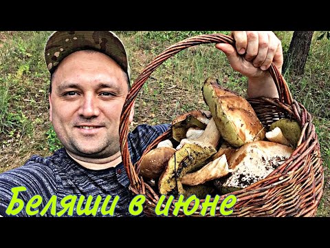 Видео: Белые грибы - элита июньского леса