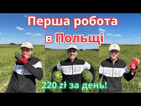 Видео: Робота в Польщі 2025: 220 zł за день на кавунах! 🍉 Мій перший досвід
