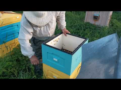 Видео: 27 июля