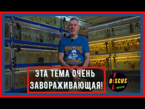 Видео: фильтрация, размножение, содержание дискуса