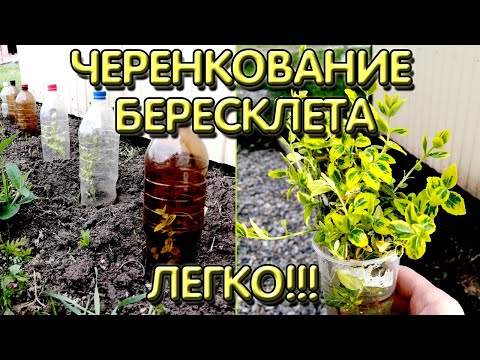 Видео: Черенкование бересклета I  Как размножить бересклет форчуна