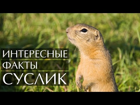 Видео: Суслик - интересные факты