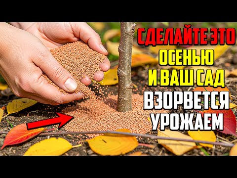 Видео: Один Простой Метод Осенью Для Лучшего Урожая В Вашей Жизни!