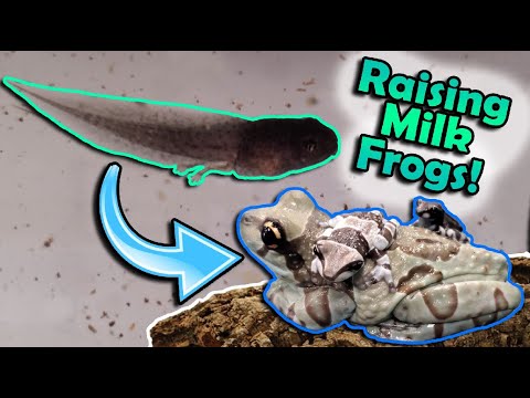 Видео: Мы вырастили головастиков молочной лягушки!!