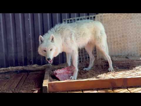 Видео: Куда отправиться новое поколение ⁉️ Арктические волэнды в парке волков.
