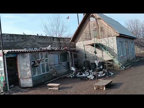 Видео: "Благородный поступок" 19 января 2023 г.