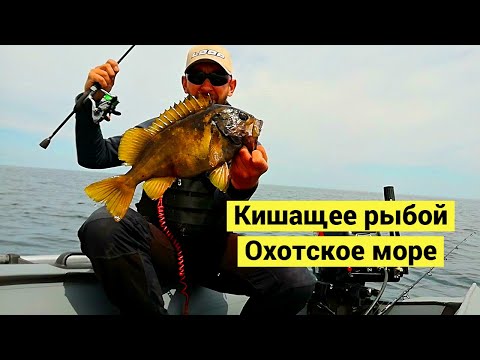 Видео: Кишащее рыбой Охотское море / Okhotsk sea. Fish everywhere (Eng Subs)