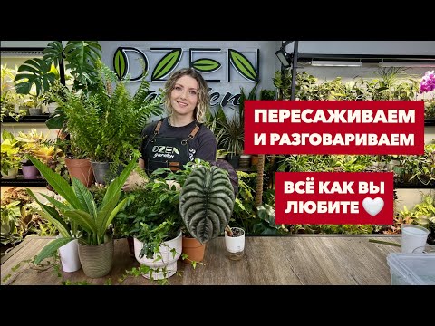 Видео: Пересадка новых комнатных растений и цветов » Октябрь 2025