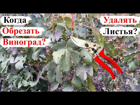 Видео: Когда ЛУЧШЕ ОБРЕЗАТЬ Виноград! УДАЛЯТЬ или НЕ УДАЛЯТЬ ЛИСТЬЯ?