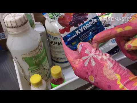 Видео: Болмо гулдордун ооруларына, курт - кумурскаларына жана азыктарына дары дармектер | Клещ | Белокрылка