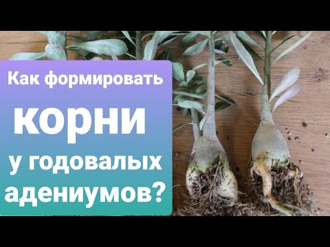 Видео: КАК сформировать корни и каудекс у молодых адениумов?