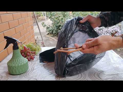 Видео: Как сохранить черенки до майских прививок 100%