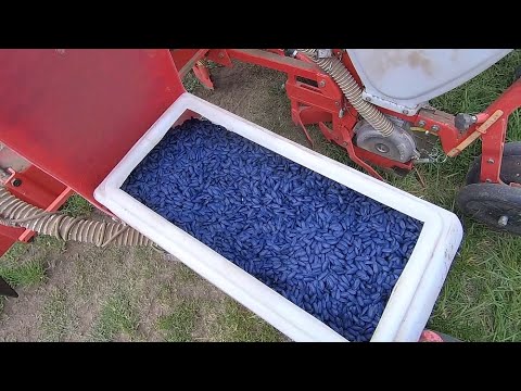 Видео: Сев подсолнечника . Беларус 1523 и сеялка Гаспардо.