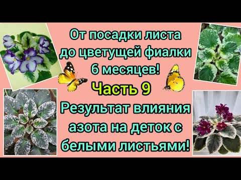 Видео: Рассказываю чем подкормить детки фиалки чтобы они быстрее росли и цвели. Показываю действие азота ..