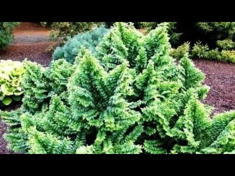 Видео: Необычные новинки