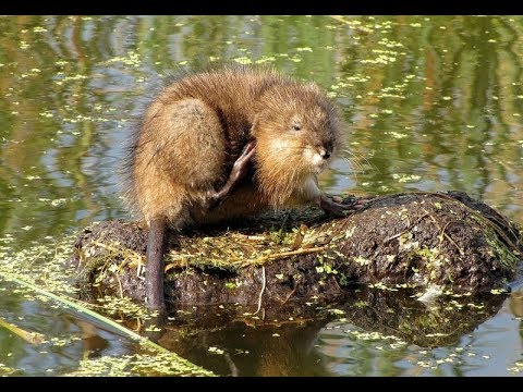 Видео: Охота на ондатру. Ловля у хаты на проходной капкан кп-120 (Будни охотника и рыбака)