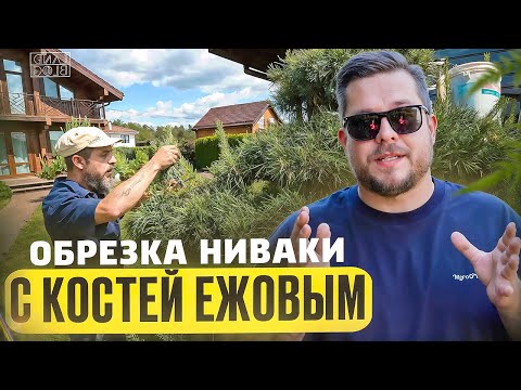 Видео: Как правильно обрезать сосну Ниваки? Принцип обрезки. Обзор авто садовника. Японский инструмент