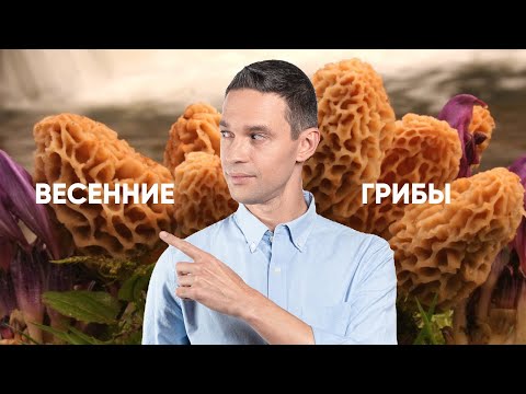 Видео: СМОРЧКИ, СТРОЧКИ — первые весенние грибы!