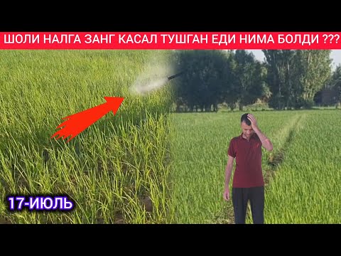 Видео: ШОЛИ НАЛГА ЗАНГ КАСАЛ ТУШУБДИ НИМА БОЛДИ ЗАНГА ???