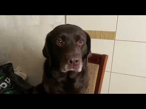 Видео: Лабрадор всегда выбирает повкуснее