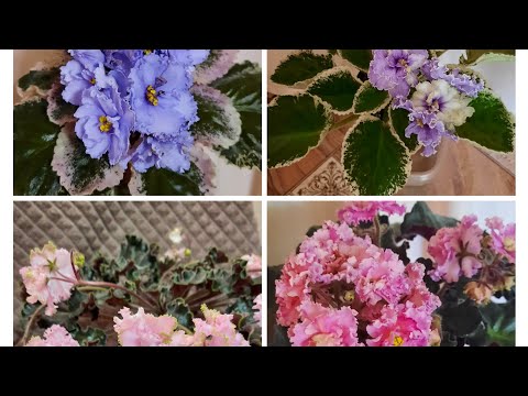 Видео: Цветущие фиалки с названием 2 серия