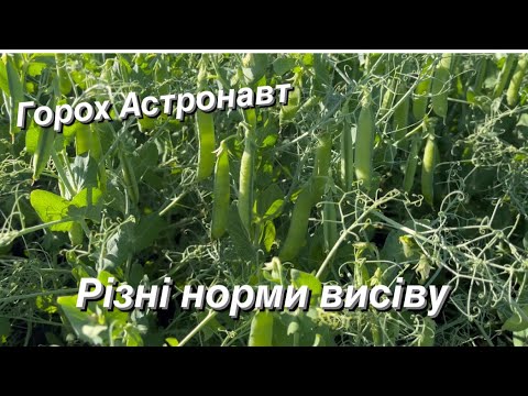 Видео: Горох Астронавт. Мій перший досвід.