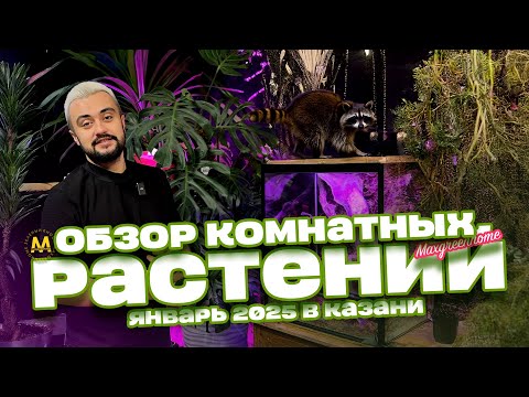 Видео: Обзор. Комнатные/горшечные растения и букеты в Казани. Выпуск 27.