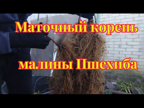 Видео: Сколько корня малины нарастает в ящике за 5 месяцев?