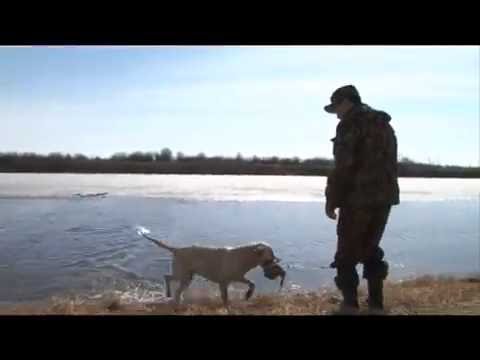 Видео: Курцхаар и лабрадор-ретривер. Выпуск 108. Эфир от 29.05.12.