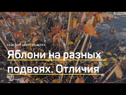 Видео: Яблони на СЕМЕННОМ, КАРЛИКОВОМ И ПОЛУКАРЛИКОВОМ подвоях. Отличия и преимущества. УРАЛЬСКАЯ СЕЛЕКЦИЯ