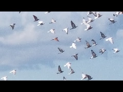 Видео: 7 бродяг🕊 за один день, обязательно к просмотру в 2025 году