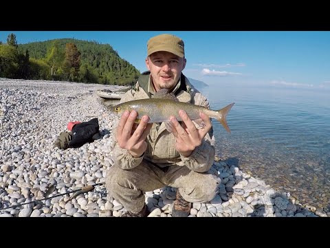 Видео: Хариус как из пулемета ! Супер рыбалка !