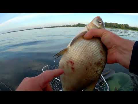 Видео: Рыбалка в Саратовской области. Чардым. Ловим леща на кольцо. 01. 07. 2023.