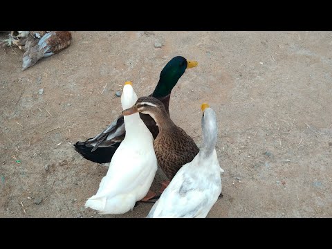 Видео: 1 ОКТЯБР 2025 ЖЫЛ КАРАОЗЕК ТАУЫК БАЗАР