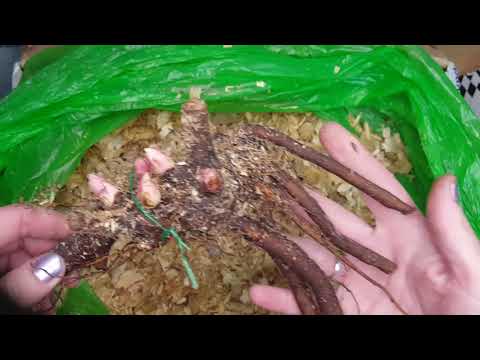 Видео: Долгожданные пионы от Ворошиловой Анны Борисовны. Распакуем посылочку?😉