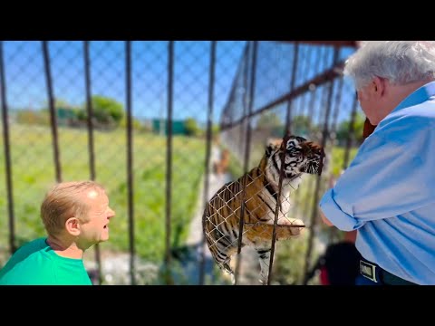 Видео: Тигр Акбар ПЕРВЫЙ УЗНАЛ Николая Карповича!