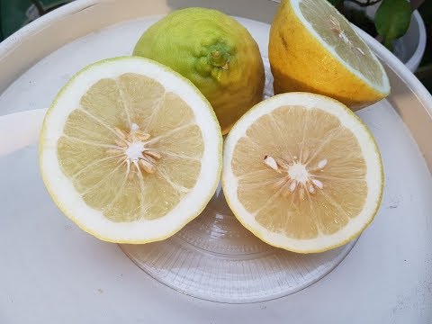 Видео: Лимон Пандероза Лимон Юбилейный