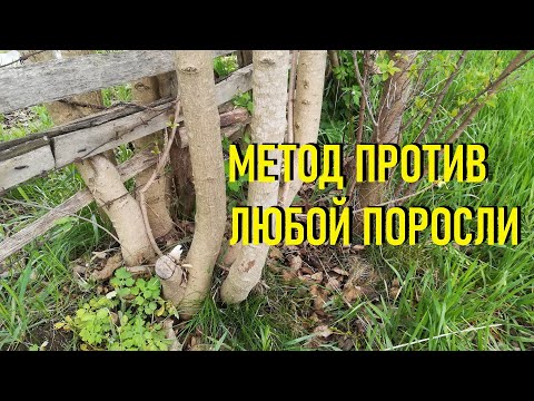 Видео: Как избавиться от поросли деревьев и кустарников на участке