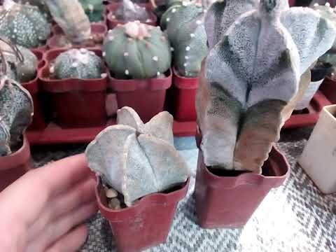 Видео: Видовые астрофитумы: senile, capricorne, coahuilense, caput-medusea