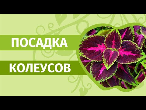 Видео: Колеусы для новичков. Как из семян 36 СОРТОВ вырастить рассаду колеуса