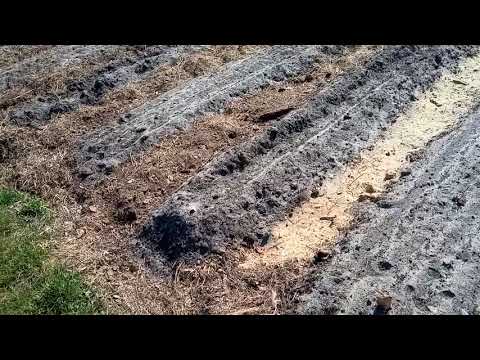 Видео: (211)Огород.Спаренный модуль и мой вариант аллейного земледелия.