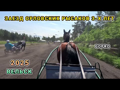Видео: Заезд лошадей 3х лет  - GoPro видео - Бега 15 июня 2025 Вельск