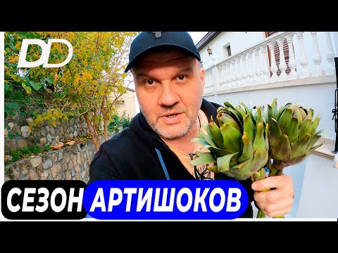 Видео: КАК ПРИГОТОВИТЬ АРТИШОК? КАК ЕДЯТ АРТИШОКИ? ФРАНЦУЗСКИЙ СПОСОБ БЕДНЯКОВ! РЕЦЕПТ СОУСА ДЛЯ АРТИШОКОВ!