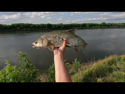 Видео: С рогаткой на хищника