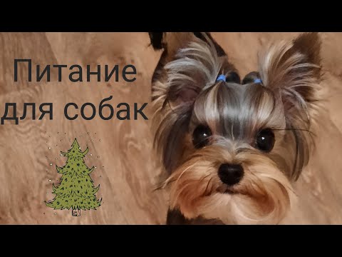 Видео: Питание для йорка Натуралка для собак