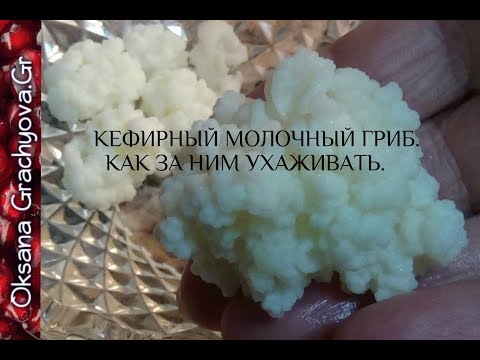 Видео: Как ухаживать за молочным грибом   ответы на вопросы.