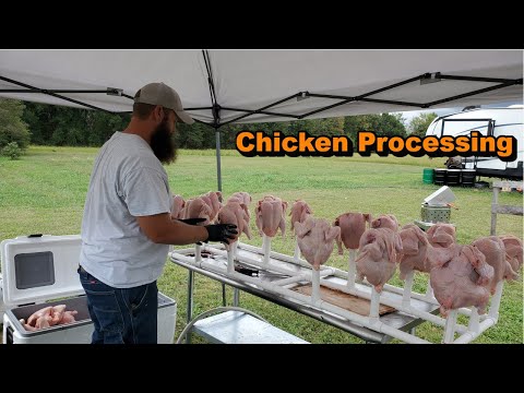 Видео: Заполняем наши морозильники! Переработка цыплят-бройлеров