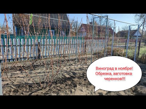 Видео: Уход за виноградом в ноябре. Влагозарядный полив, обрезка, укрытие, заготовка черенков.