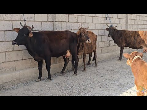 Видео: 4 сар гови гусоладори фуруши Тел: 907.17.23.70.    1.11.2025.г